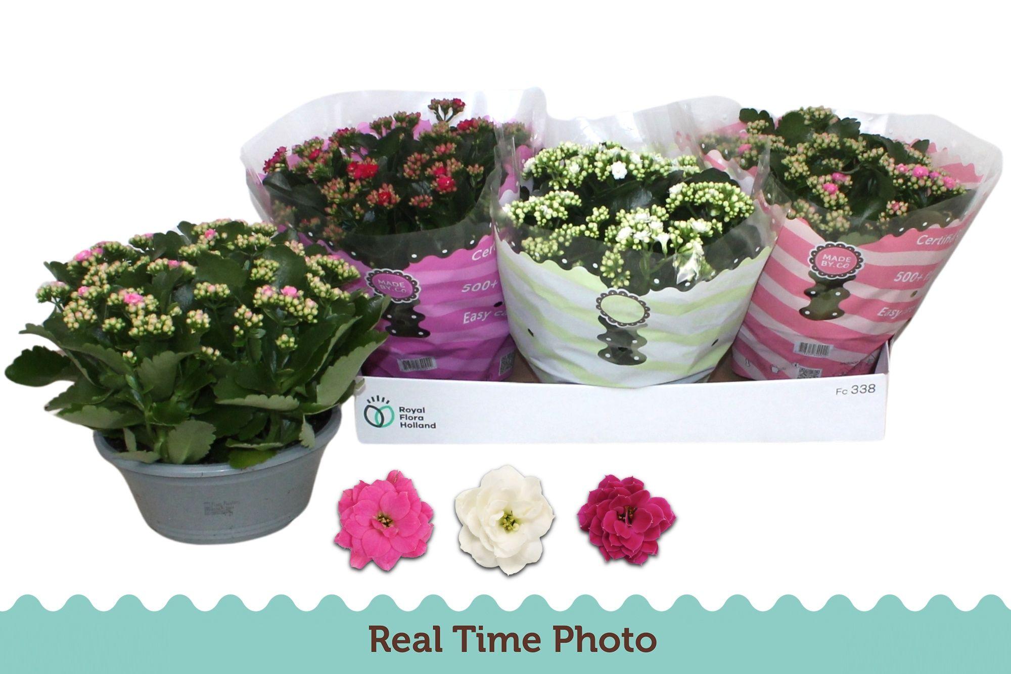 Горшечные цветы и растения оптом Kal Ge Gem 3 Kl от 3шт из Голландии с доставкой по России