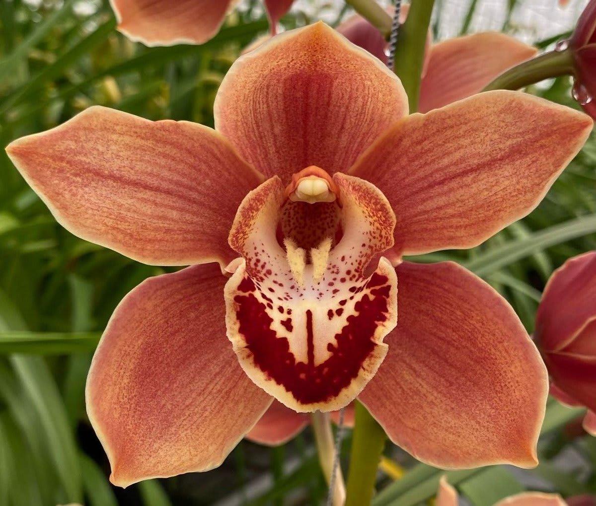 Срезанные цветы оптом Cymbidium bronze mrs britney от 2шт из Голландии с доставкой по России