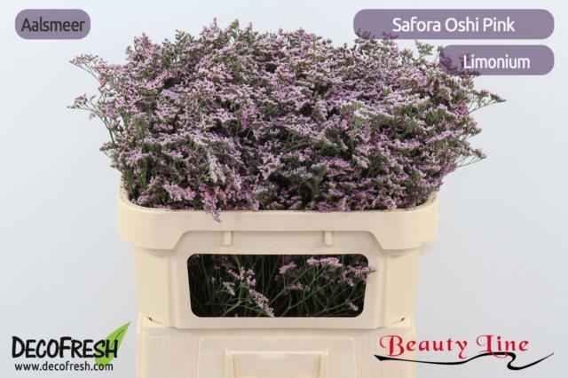 Срезанные цветы оптом Limonium safora oshi pink от 50шт из Голландии с доставкой по России