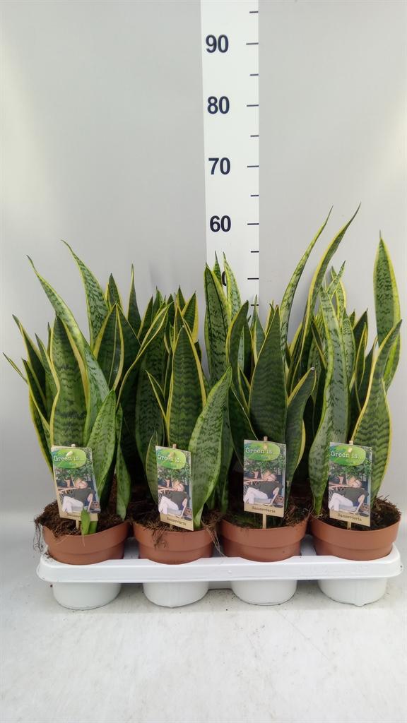 Горшечные цветы и растения оптом Sansevieria Trifa. laurentii от 7шт из Голландии с доставкой по России