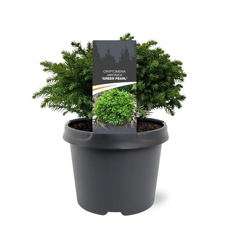 Горшечные цветы и растения оптом Cryptomeria Jap Green Pearl от 1шт из Голландии с доставкой по России