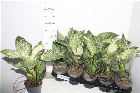 Горшечные цветы и растения оптом Phil Birkin от 10шт из Голландии с доставкой по России