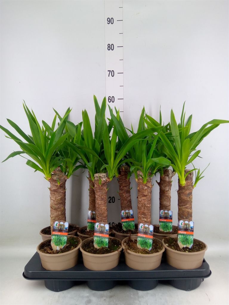 Горшечные цветы и растения оптом Yucca   ... от 8шт из Голландии с доставкой по России
