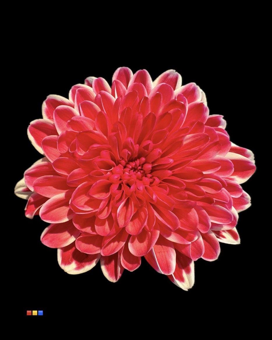 Срезанные цветы оптом Chrys sp paint altaj red от 40шт из Голландии с доставкой по России