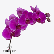 Срезанные цветы оптом Phalaenopsis beau monde (per flower) от 100шт из Голландии с доставкой по России Срезанные цветы оптом Phalaenopsis beau monde (per flower) от 100шт из Голландии с доставкой по России