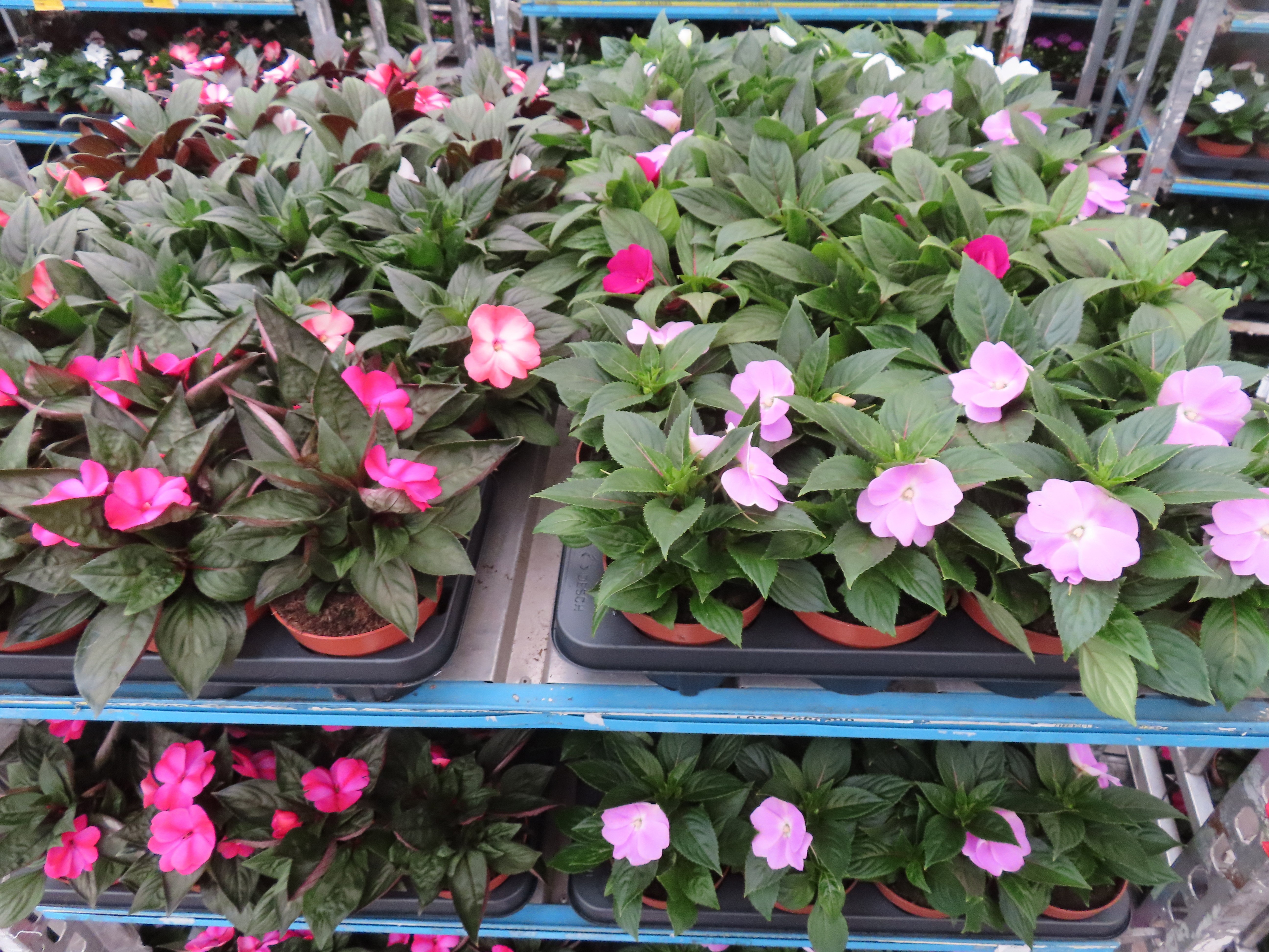 Горшечные цветы и растения оптом Impat Ng Mixk 4 Kl от 8шт из Голландии с доставкой по России