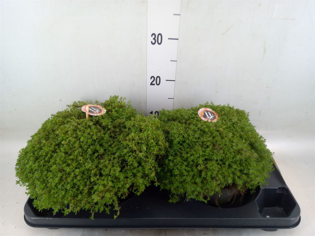 Горшечные цветы и растения оптом Thymus Vulgaris от 2шт из Голландии с доставкой по России