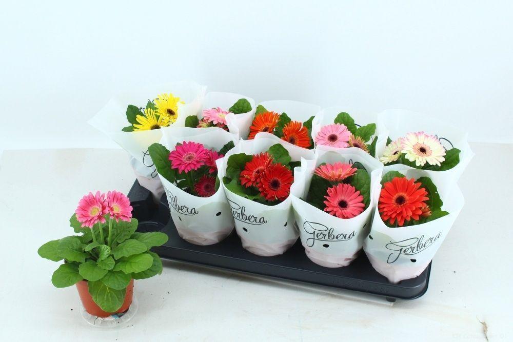 Горшечные цветы и растения оптом Ger Gem от 10шт (для телеги) из Голландии с доставкой по России