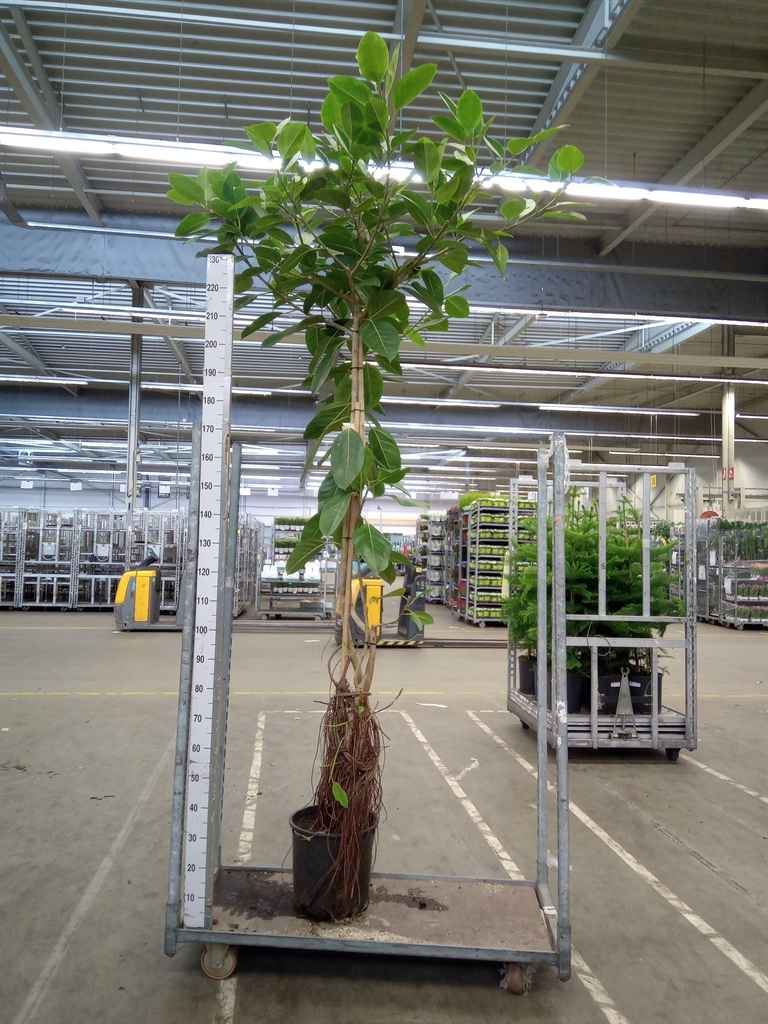 Горшечные цветы и растения оптом Ficus Altissima от 1шт из Голландии с доставкой по России