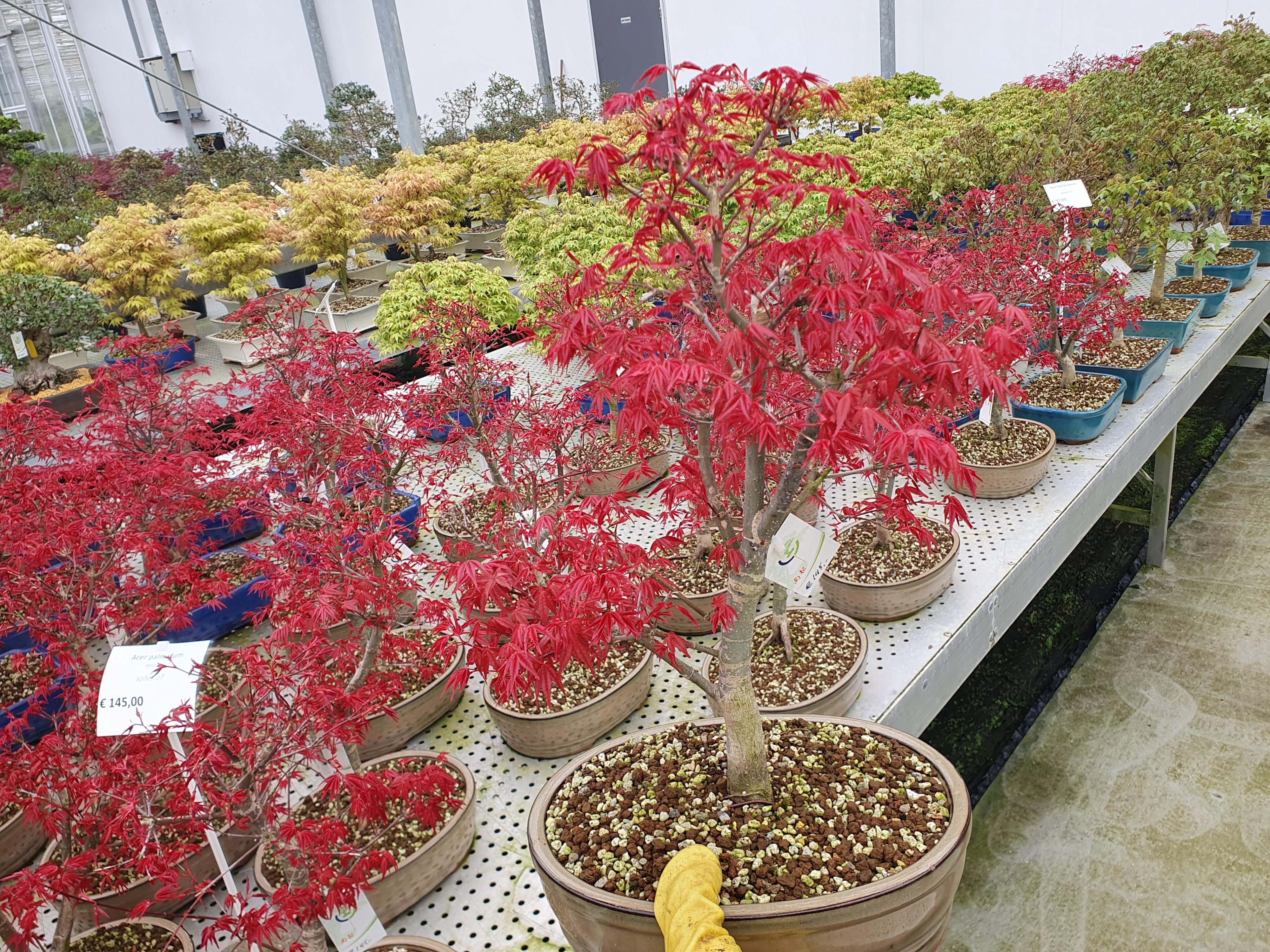 Горшечные цветы и растения оптом Bonsai Cer Palmatum Deshojo от 2шт из Голландии с доставкой по России