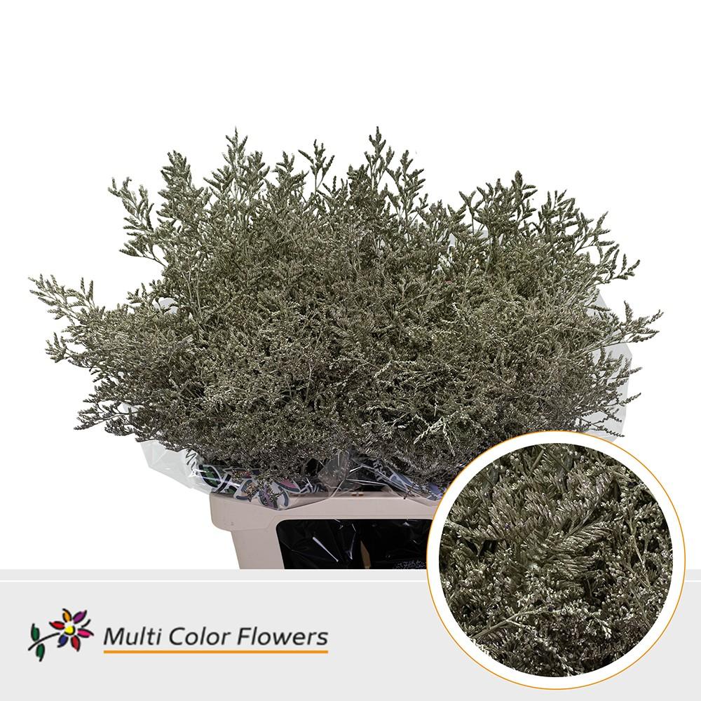 Срезанные цветы оптом Limonium paint platinum от 50шт. из Голландии с доставкой по России
