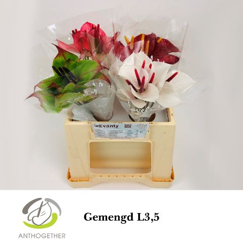 Срезанные цветы оптом Anthurium mix love от 40шт из Голландии с доставкой по России
