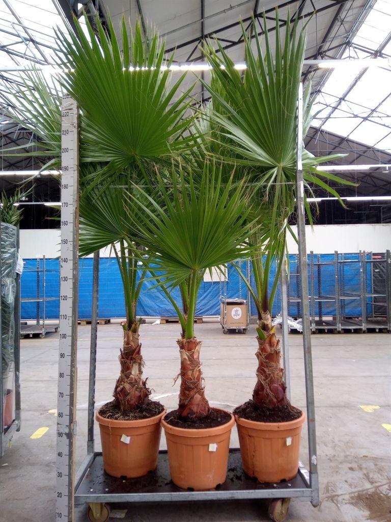 Горшечные цветы и растения оптом Washingtonia Filifera от 1шт из Голландии с доставкой по России