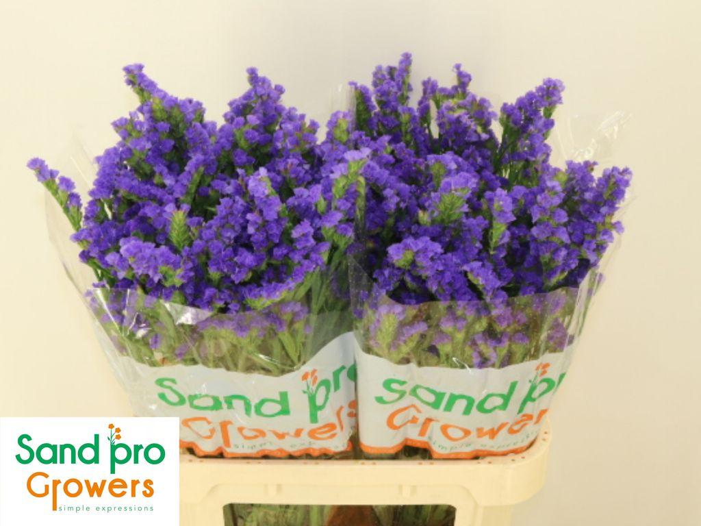 Срезанные цветы оптом Statice levis wings от 50шт из Голландии с доставкой по России