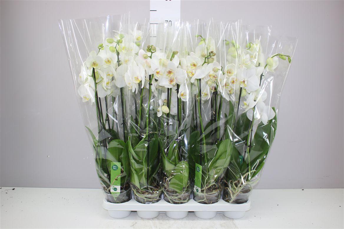 Горшечные цветы и растения оптом Phal Wit 3 Tak от 10шт' из Голландии с доставкой по России