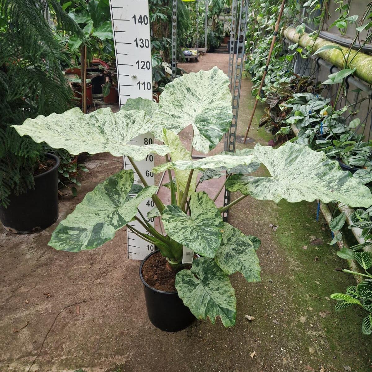 Горшечные цветы и растения оптом Alocasia Splash Xl от 1шт (для телеги) из Голландии с доставкой по России