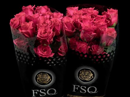 Срезанные цветы оптом Rosa ec hot explorer от 40шт из Голландии с доставкой по России