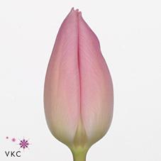 Срезанные цветы оптом Tulipa si aafke от 150шт из Голландии с доставкой по России