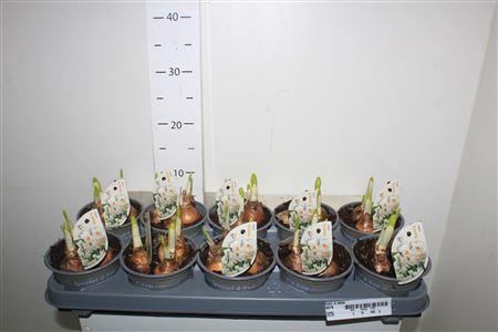 Горшечные цветы и растения оптом Narc D Abba 3per Pot от 10шт из Голландии с доставкой по России