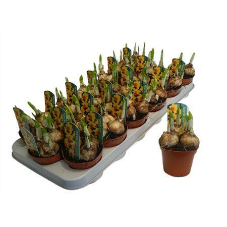 Горшечные цветы и растения оптом Narcis Jetfire от 18шт (для телеги) из Голландии с доставкой по России