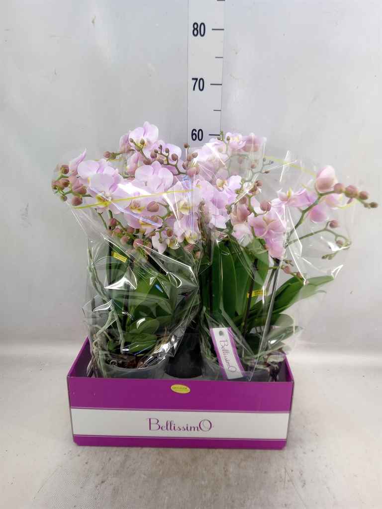 Горшечные цветы и растения оптом Phalaenopsis Multi.   ...rose от 3шт из Голландии с доставкой по России