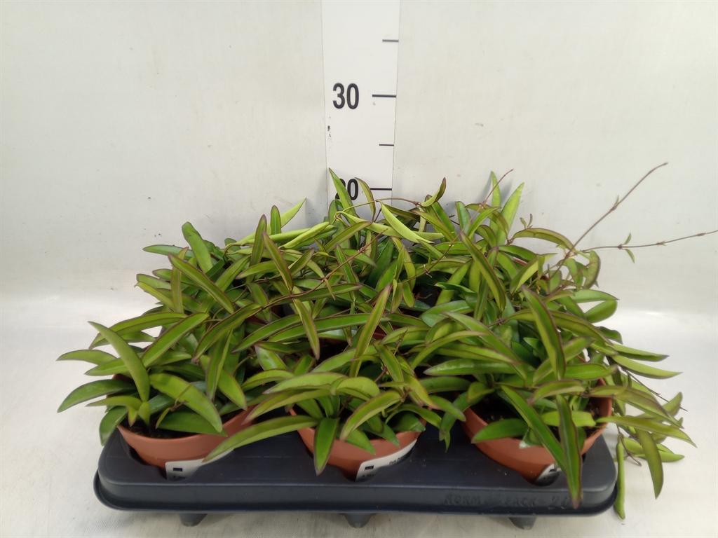 Горшечные цветы и растения оптом Hoya Wayetii от 6шт из Голландии с доставкой по России