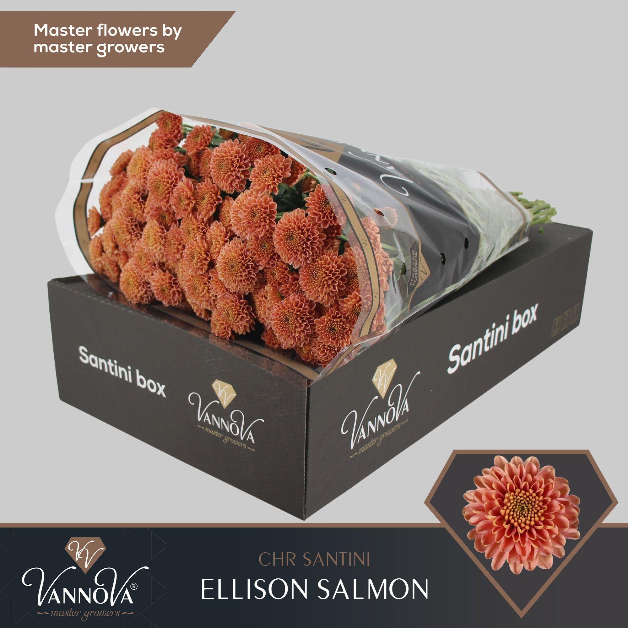 Срезанные цветы оптом Chrys sa ellison salmon от 25шт из Голландии с доставкой по России