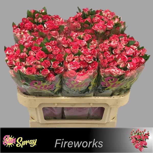 Срезанные цветы оптом Rosa sp fireworks от 50шт из Голландии с доставкой по России