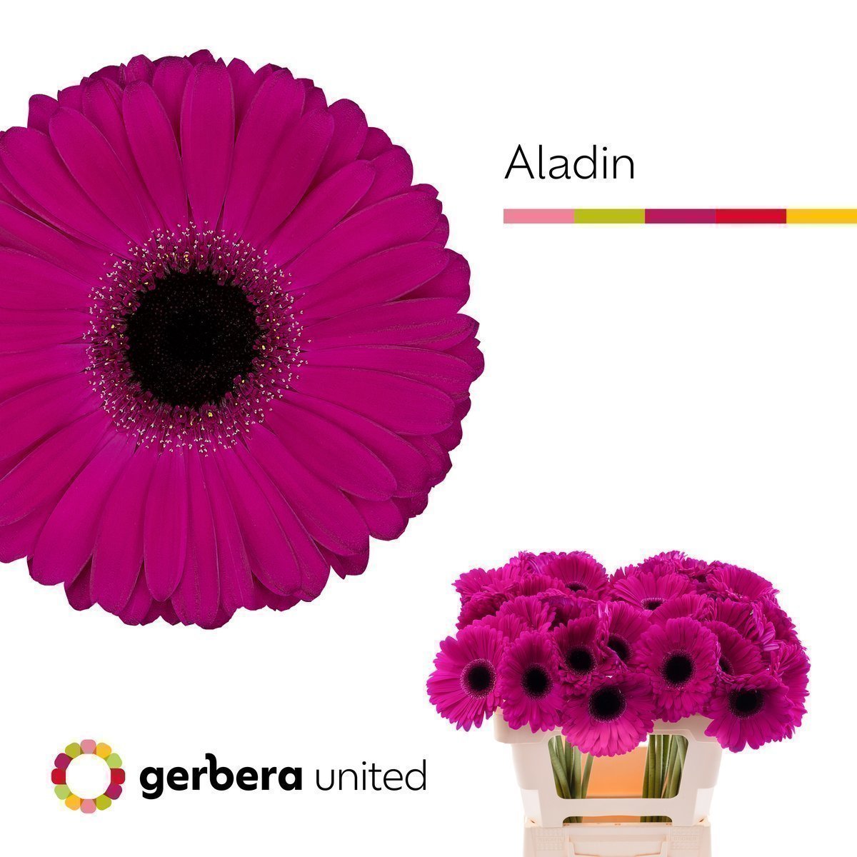 Срезанные цветы оптом Gerbera aladin от 40шт из Голландии с доставкой по России
