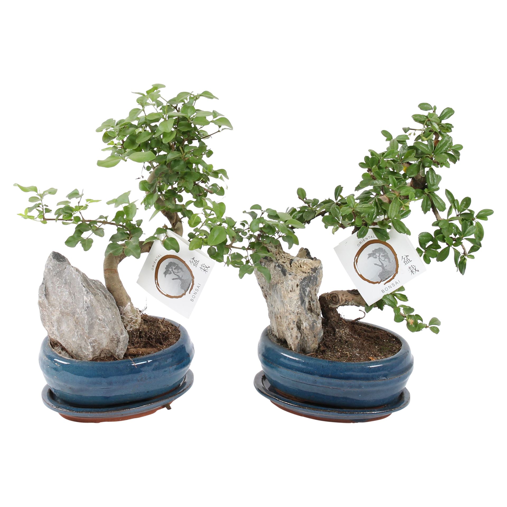 Горшечные цветы и растения оптом Bonsai Mixed S-shape Easy Care In O от 5шт из Голландии с доставкой по России