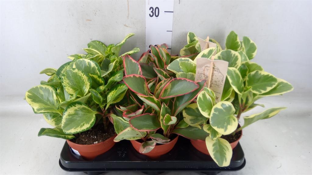 Горшечные цветы и растения оптом Peperomia   ...mix от 6шт из Голландии с доставкой по России