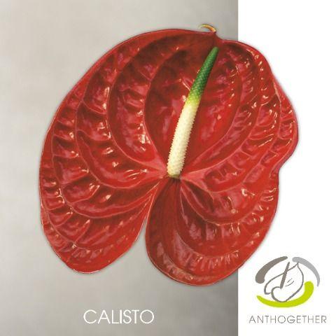 Срезанные цветы оптом Anthurium calisto от 20шт из Голландии с доставкой по России