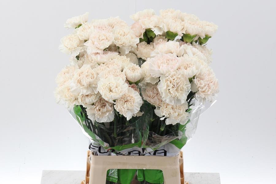 Срезанные цветы оптом Dianthus st moon golem от 80шт. из Голландии с доставкой по России