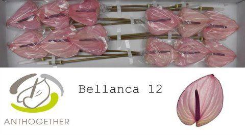 Срезанные цветы оптом Anthurium bellanca от 12шт из Голландии с доставкой по России