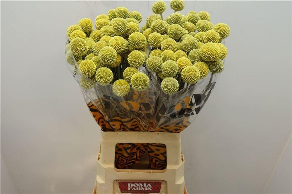 Срезанные цветы оптом Craspedia yellow от 200шт из Голландии с доставкой по России