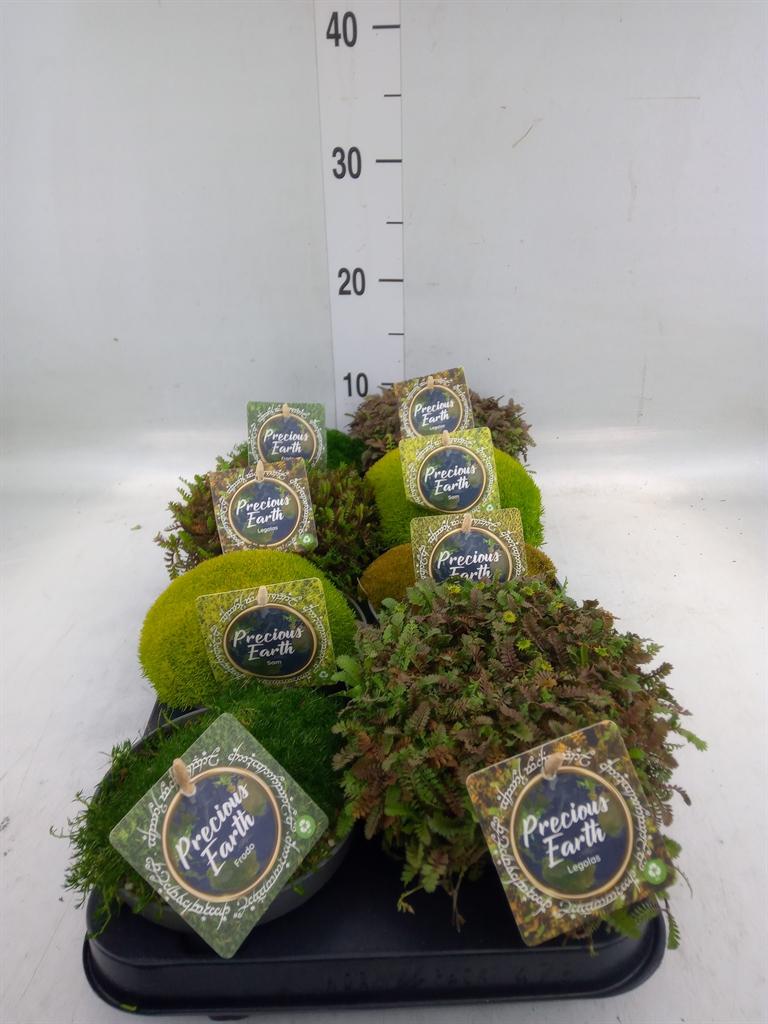 Горшечные цветы и растения оптом Vaste Pltn   ...       [perennials] от 8шт из Голландии с доставкой по России