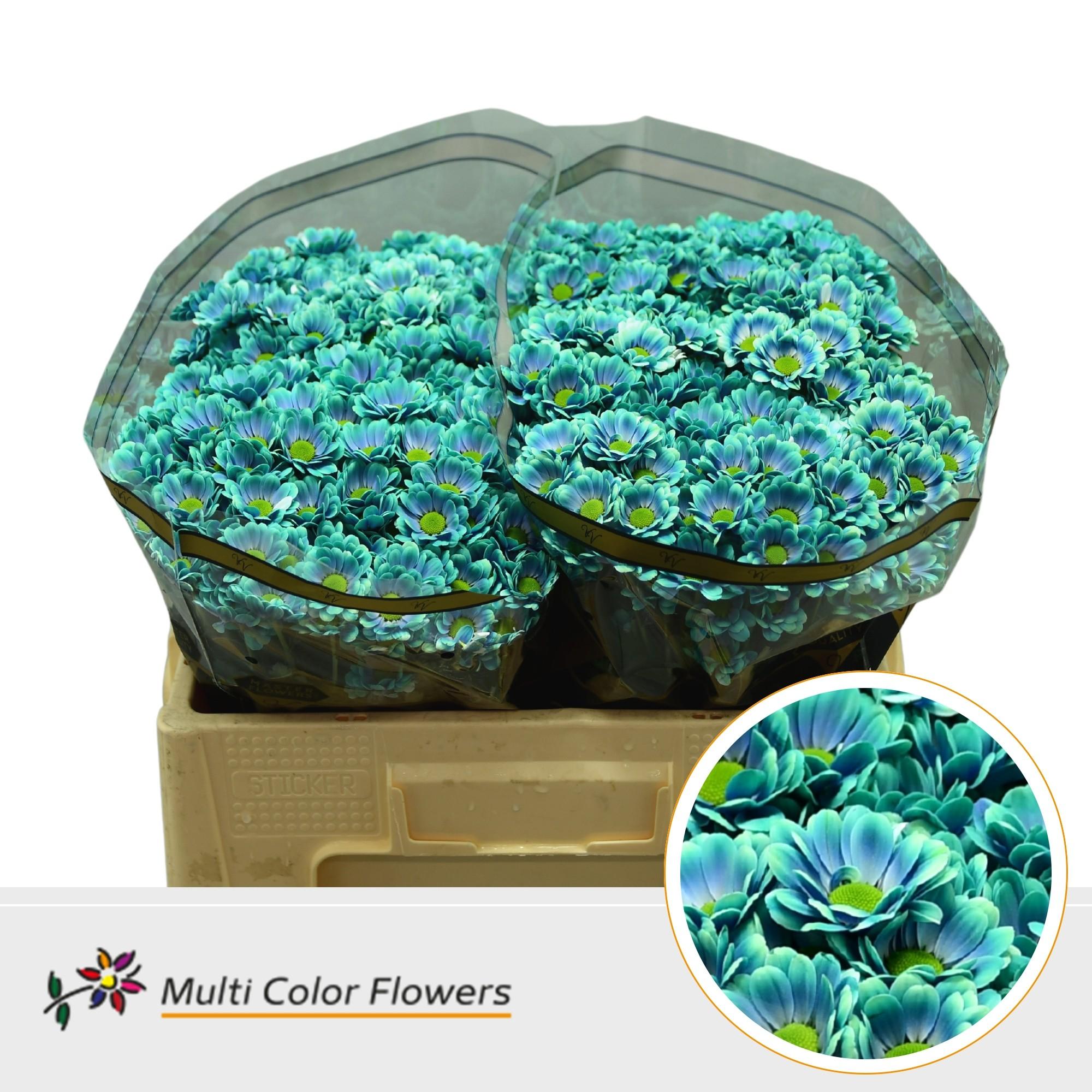 Срезанные цветы оптом Chrys sa paint bowie bubblegum от 50шт из Голландии с доставкой по России