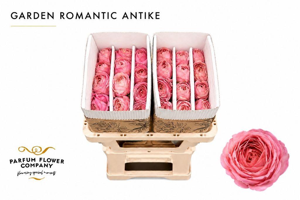 Срезанные цветы оптом Rosa garden romantic antike от 24шт из Голландии с доставкой по России