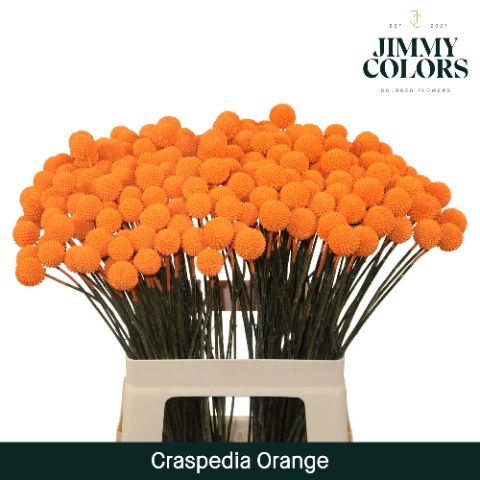 Срезанные цветы оптом Craspedia paint orange от 50шт. из Голландии с доставкой по России