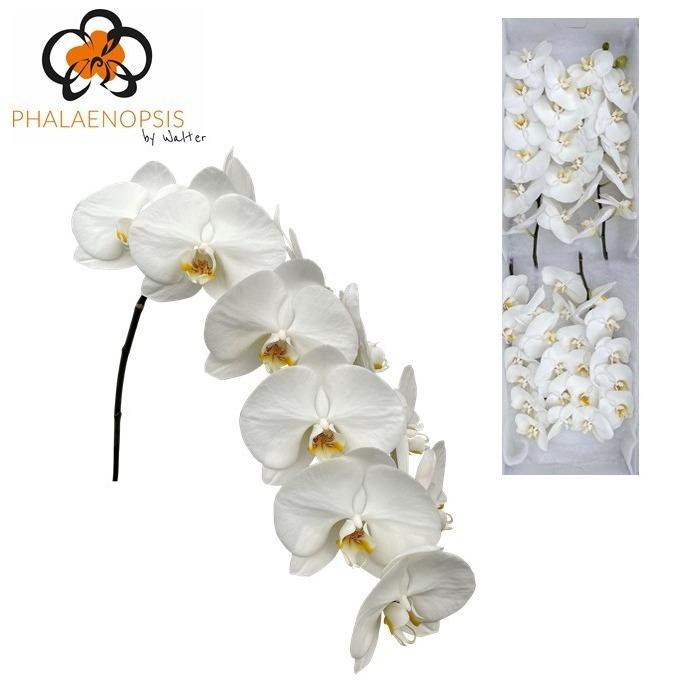 Срезанные цветы оптом Phalaenopsis magnificent maliha (per stem) от 45шт из Голландии с доставкой по России