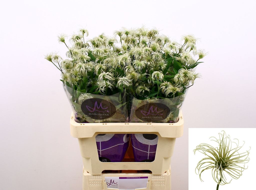 Срезанные цветы оптом Clematis amazing kibo от 60шт. из Голландии с доставкой по России