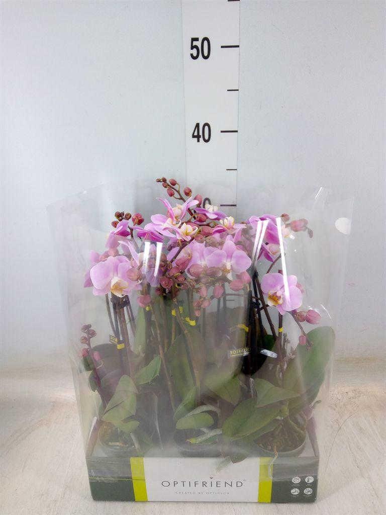 Горшечные цветы и растения оптом Phal 2st Amorosso Merlini (opti) от 8шт (для телеги) из Голландии с доставкой по России