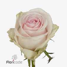 Срезанные цветы оптом Rosa la revival sweet от 40шт из Голландии с доставкой по России