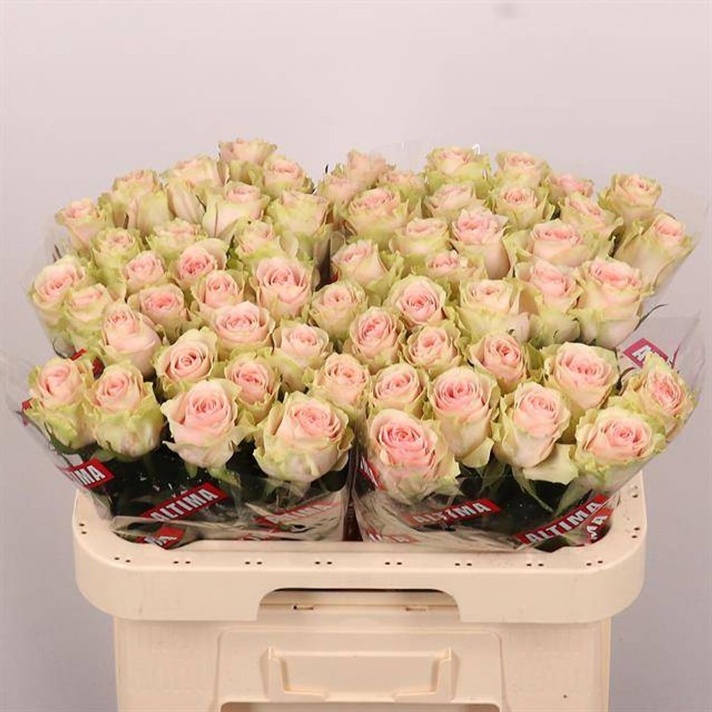 Срезанные цветы оптом Rosa large frutteto от 60шт из Голландии с доставкой по России