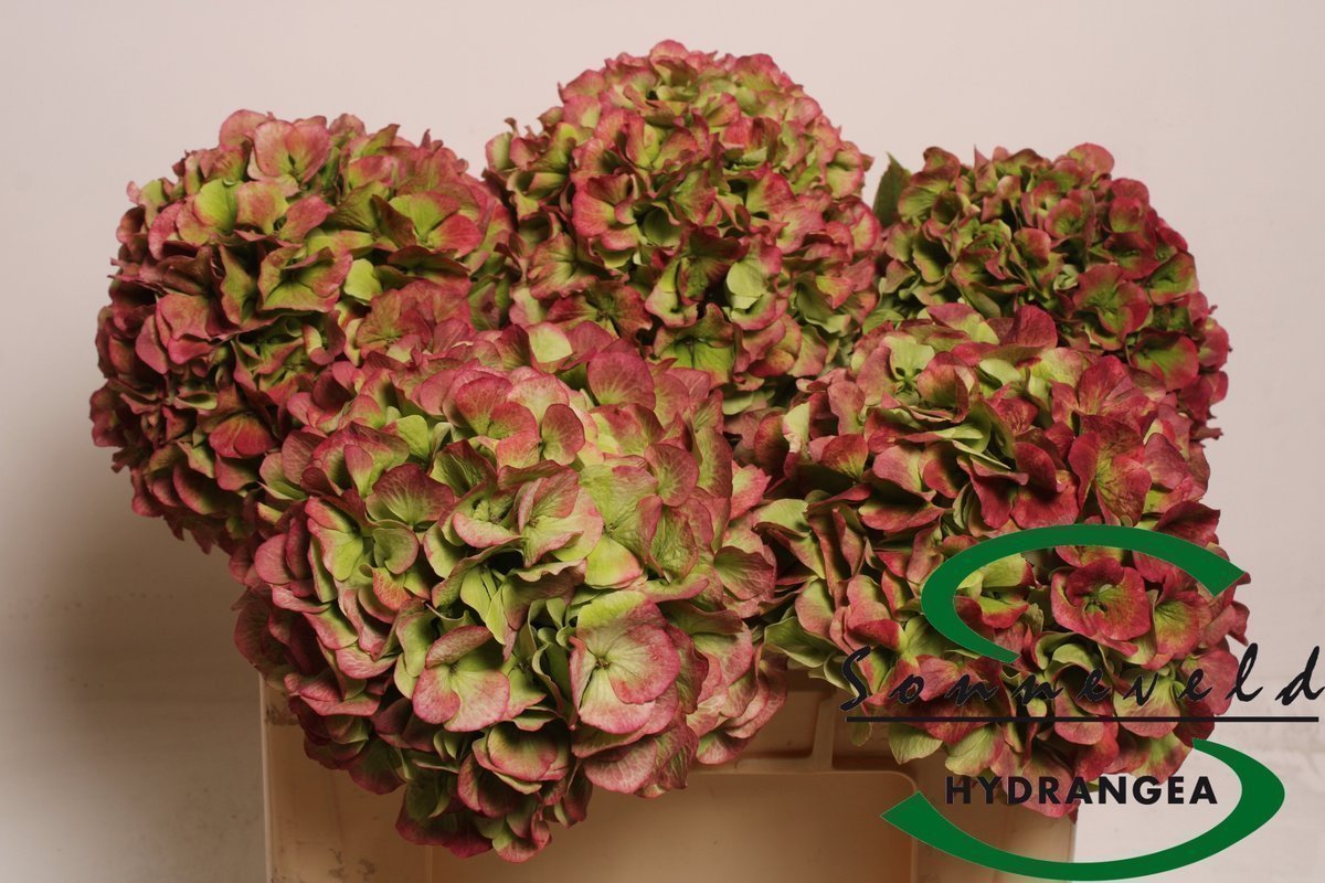 Срезанные цветы оптом Hydrangea verena classic green red jumbo от 5шт из Голландии с доставкой по России