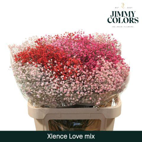 Срезанные цветы оптом Gyps large paint mix love от 50шт из Голландии с доставкой по России