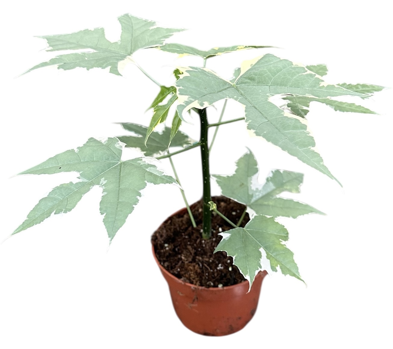 Горшечные цветы и растения оптом Cnidoscolus Aconitifolius Variegata от 1шт из Голландии с доставкой по России