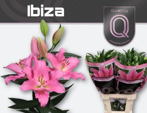 Срезанные цветы оптом Lilium or ibiza от 30шт из Голландии с доставкой по России