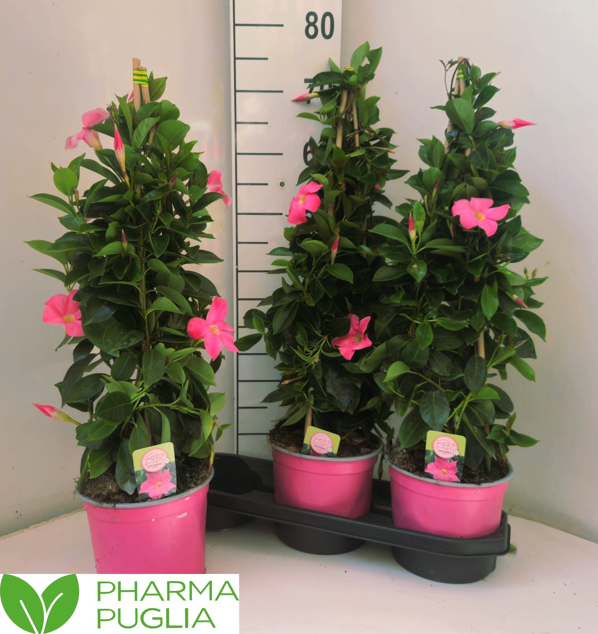 Горшечные цветы и растения оптом Mande Rio Pink от 3шт из Голландии с доставкой по России