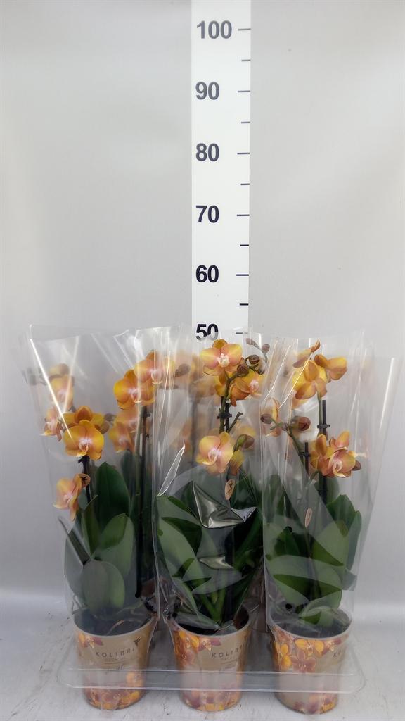 Горшечные цветы и растения оптом Phalaenopsis Multi. ant Las Vegas от 6шт из Голландии с доставкой по России